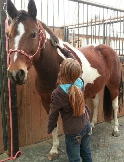 kids grooming horses